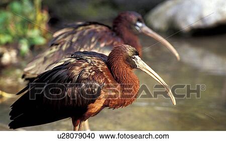 federn, animals, aves, beak View Large Photo Image Stock Image - federn, animals, aves, beak. Fotosearch