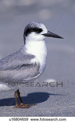 federn, animals, aves, beak View Large Photo Image Stock Photo - federn, animals, aves, beak. Fotosearch