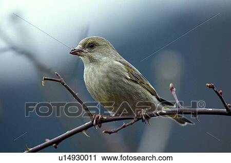 Stock Image - federn, animals, aves, bird, bough. Fotosearch