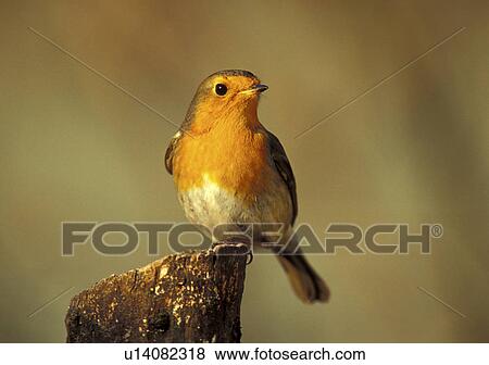 Stock Photo - federn, animals, aves, bird, bough. Fotosearch