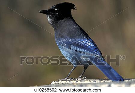 Stock Image - federn, animals, aves, bird. Fotosearch