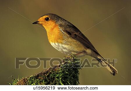 Stock Photo - federn, animals, aves, bird. Fotosearch