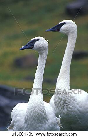 federn, animals, aves View Large Photo Image Stock Photography - federn, animals, aves. Fotosearch