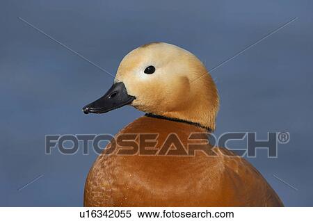 Stock Photography - ferruginea, bird, duck, creature, bird animal, freedom, animal. Fotosearch