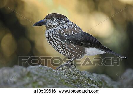 Stock Photograph - Grisons, bird, fir jays, davos, caryocatactes, huwiler, Alps. Fotosearch