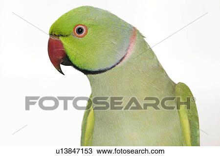 pet, alfred, aves, bird View Large Photo Image Stock Image - pet, alfred, aves, bird. Fotosearch