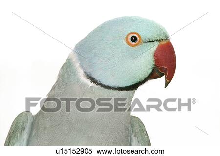 Stock Photography - pet, alfred, aves, bird. Fotosearch