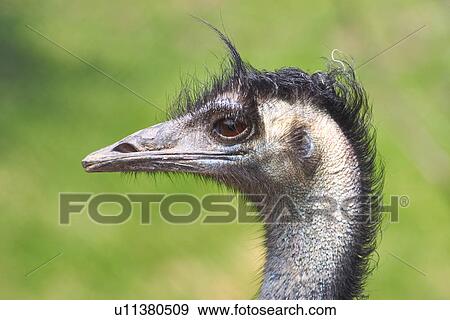 Stock Photo - strauss, alfred, animals, aves, bird. Fotosearch