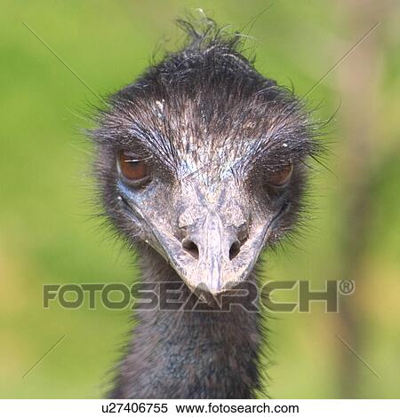 Stock Photography - strauss, alfred, animals, aves, bird, camelus. Fotosearch