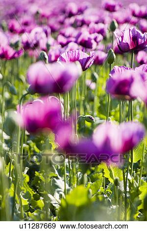 agriculture, felder, agricultural, addiction, acre, agroindustry, anbau View Large Photo Image Stock Photo - agriculture, felder, agricultural, addiction, acre, agroindustry, anbau. Fotosearch