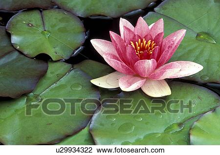 aquatic plant, blooms, bloom, attraction, abloom View Large Photo Image Stock Image - aquatic plant, blooms, bloom, attraction, abloom. Fotosearch