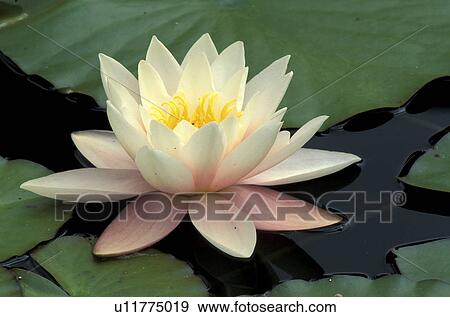 aquatic plant, blooms, bloom, attraction, abloom View Large Photo Image Stock Photo - aquatic plant, blooms, bloom, attraction, abloom. Fotosearch