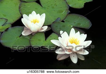 aquatic plant, blooms, bloom, attraction, abloom View Large Photo Image Stock Photo - aquatic plant, blooms, bloom, attraction, abloom. Fotosearch