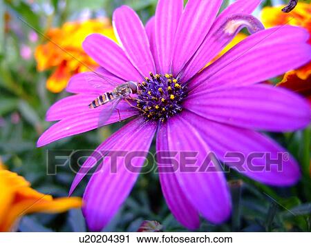 Bavaria, bee, bloom, calyx, flower, germany, holzkirchen View Large Photo Image Stock Image - Bavaria, bee, bloom, calyx, flower, germany, holzkirchen. Fotosearch