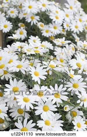 Stock Image - beautiful, beauty, blooming, blooms, blossom, botanical, botany. Fotosearch