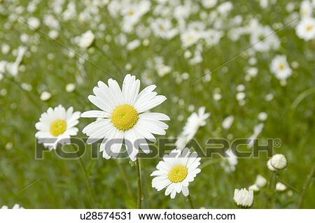 beautiful, beauty, blooming, blooms, blossom, botanical, botany View Large Photo Image Stock Image - beautiful, beauty, blooming, blooms, blossom, botanical, botany. Fotosearch
