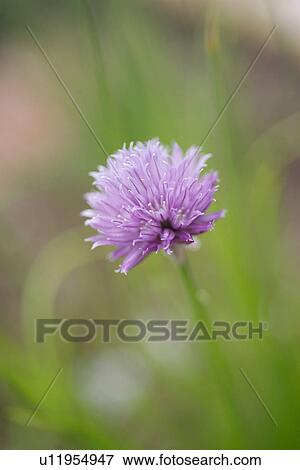 beautiful, beauty, blooming, blooms, blossom, botanical, botany View Large Photo Image Stock Photo - beautiful, beauty, blooming, blooms, blossom, botanical, botany. Fotosearch