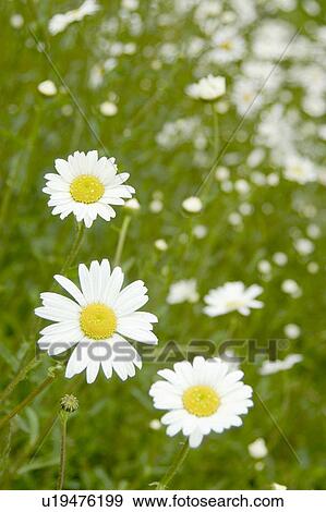 Stock Photo - beautiful, beauty, blooming, blooms, blossom, botanical, botany. Fotosearch