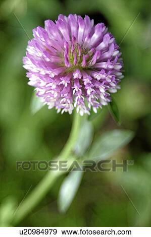 beautiful, beauty, blooming, blooms, blossom, botanical, botany View Large Photo Image Stock Photo - beautiful, beauty, blooming, blooms, blossom, botanical, botany. Fotosearch