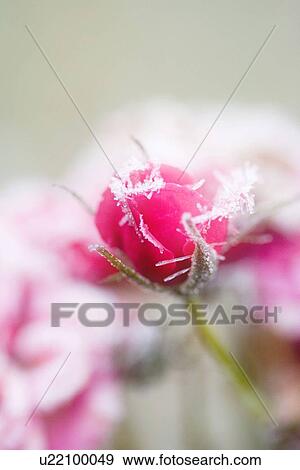 beautiful, beauty, blooming, blooms, blossom, botanical, botany View Large Photo Image Stock Photo - beautiful, beauty, blooming, blooms, blossom, botanical, botany. Fotosearch