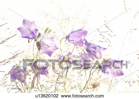 bellflowers, allergy, bellflower, Bell, background, abloom View Large Photo Image Stock Image - bellflowers, allergy, bellflower, Bell, background, abloom. Fotosearch