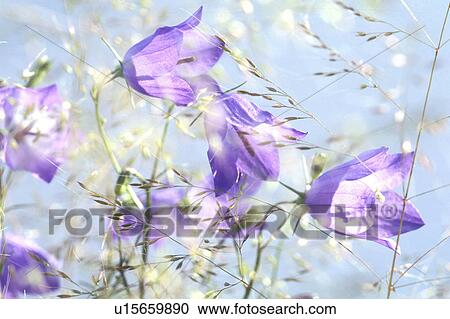 Bernhard, allergy, bellflowers, bellflower, Bell, abloom View Large Photo Image Stock Image - Bernhard, allergy, bellflowers, bellflower, Bell, abloom. Fotosearch