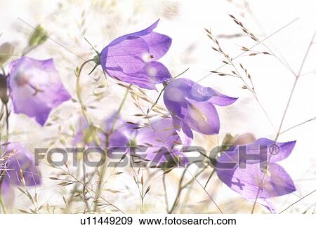 Stock Photo - Bernhard, allergy, bellflowers, bellflower, Bell, abloom. Fotosearch