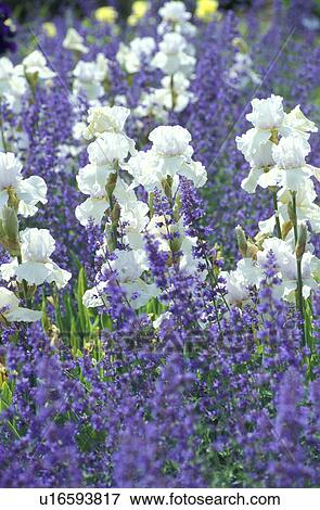 Stock Photo - Bernhard, bloom, cow, flower, garden, iris. Fotosearch