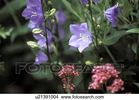 Picture - bloom, Bell, Bernhard, bellflowers, bellflower, abloom. Fotosearch