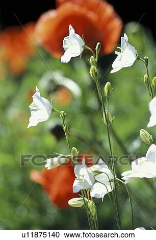 Stock Image - bloom, Bell, Bernhard, bellflowers, bellflower, abloom. Fotosearch