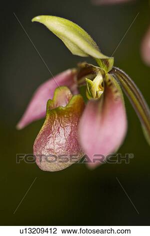 Stock Image - bloomy, bloom, blooms, blooming, bloomer, alfred. Fotosearch