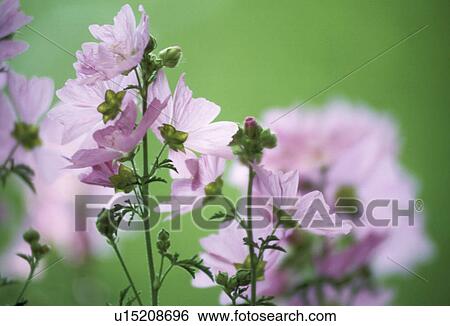 Stock Photograph - blossom, althaea, blooms, bloom, Bernhard, abloom. Fotosearch