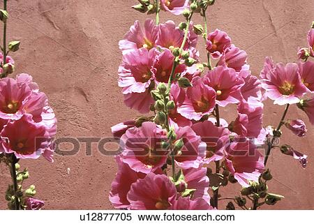 Stock Photography - blossom, althaea, blooms, bloom, Bernhard, abloom. Fotosearch