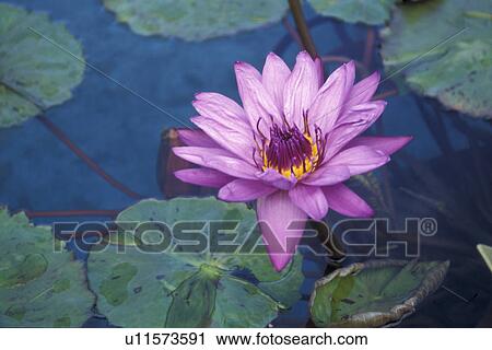 Stock Image - blossom, attraction, blooms, bloom, Bernhard, abloom. Fotosearch