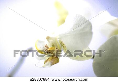 Picture - blossom, background, blooms, bloom, Bernhard, abloom. Fotosearch