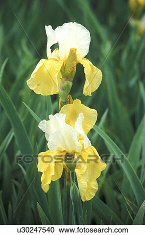 Stock Image - blossom, background, blooms, bloom, Bernhard, abloom. Fotosearch