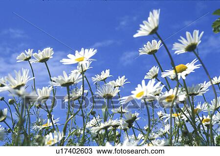 blossom, bellis, blooms, bloom, Bernhard, abloom View Large Photo Image Stock Image - blossom, bellis, blooms, bloom, Bernhard, abloom. Fotosearch