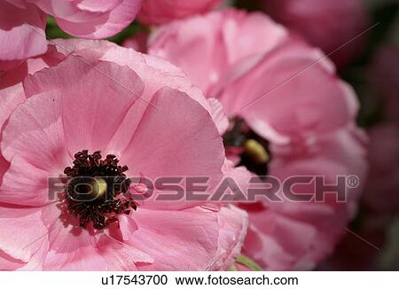 Stock Image - blossom, birthday, blooms, bloom, birthdays, abloom. Fotosearch