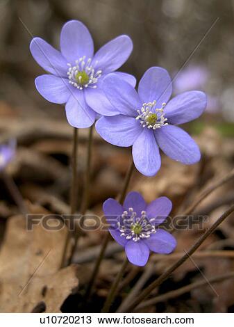 Stock Image - blue, alfred, blossom, bloom, Austria, abloom. Fotosearch