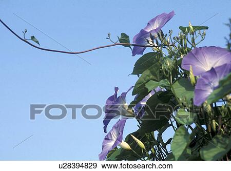 blue, Bernhard, blossom, blooms, bloom, abloom View Large Photo Image Stock Photo - blue, Bernhard, blossom, blooms, bloom, abloom. Fotosearch