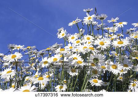 blue, Bernhard, blossom, blooms, bloom, abloom View Large Photo Image Stock Photograph - blue, Bernhard, blossom, blooms, bloom, abloom. Fotosearch