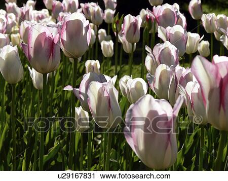 Stock Image - botanical, botany, czech, day, field, flowers, green. Fotosearch
