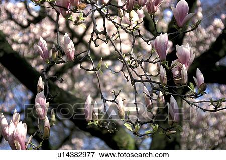 bough, Bernhard, blossom, blooms, bloom, abloom View Large Photo Image Stock Photo - bough, Bernhard, blossom, blooms, bloom, abloom. Fotosearch