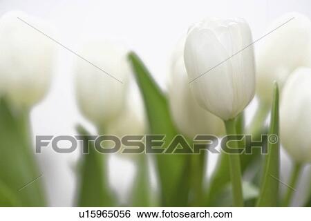 Stock Photograph - bright, flower, flowers, fresh, frsh, germany, green. Fotosearch