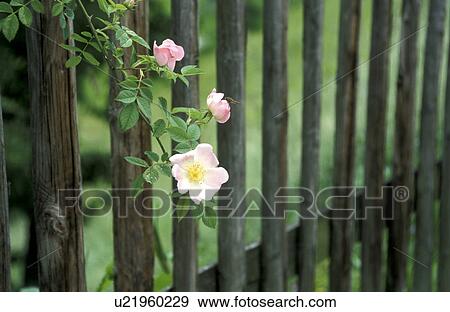 Stock Photo - canina, Bernhard, blossom, blooms, bloom, abloom. Fotosearch