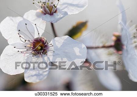 clean, austria, cerasifera, calf, bloom, aroma View Large Photo Image Stock Photography - clean, austria, cerasifera, calf, bloom, aroma. Fotosearch