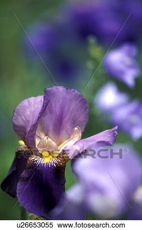 CLOSE, Bernhard, blossom, blooms, bloom, abloom View Large Photo Image Stock Photography - CLOSE, Bernhard, blossom, blooms, bloom, abloom. Fotosearch