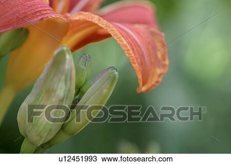 Stock Image - CLOSE, bloom, bud, blossom, blooms, close-up, abloom. Fotosearch
