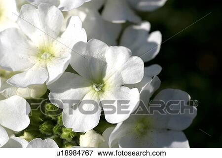 close-up, bloom, CLOSE, blossom, blooms, abloom View Large Photo Image Stock Photo - close-up, bloom, CLOSE, blossom, blooms, abloom. Fotosearch