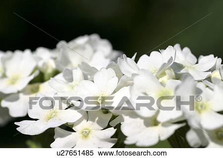 close-up, bloom, CLOSE, blossom, blooms, abloom View Large Photo Image Stock Photography - close-up, bloom, CLOSE, blossom, blooms, abloom. Fotosearch
